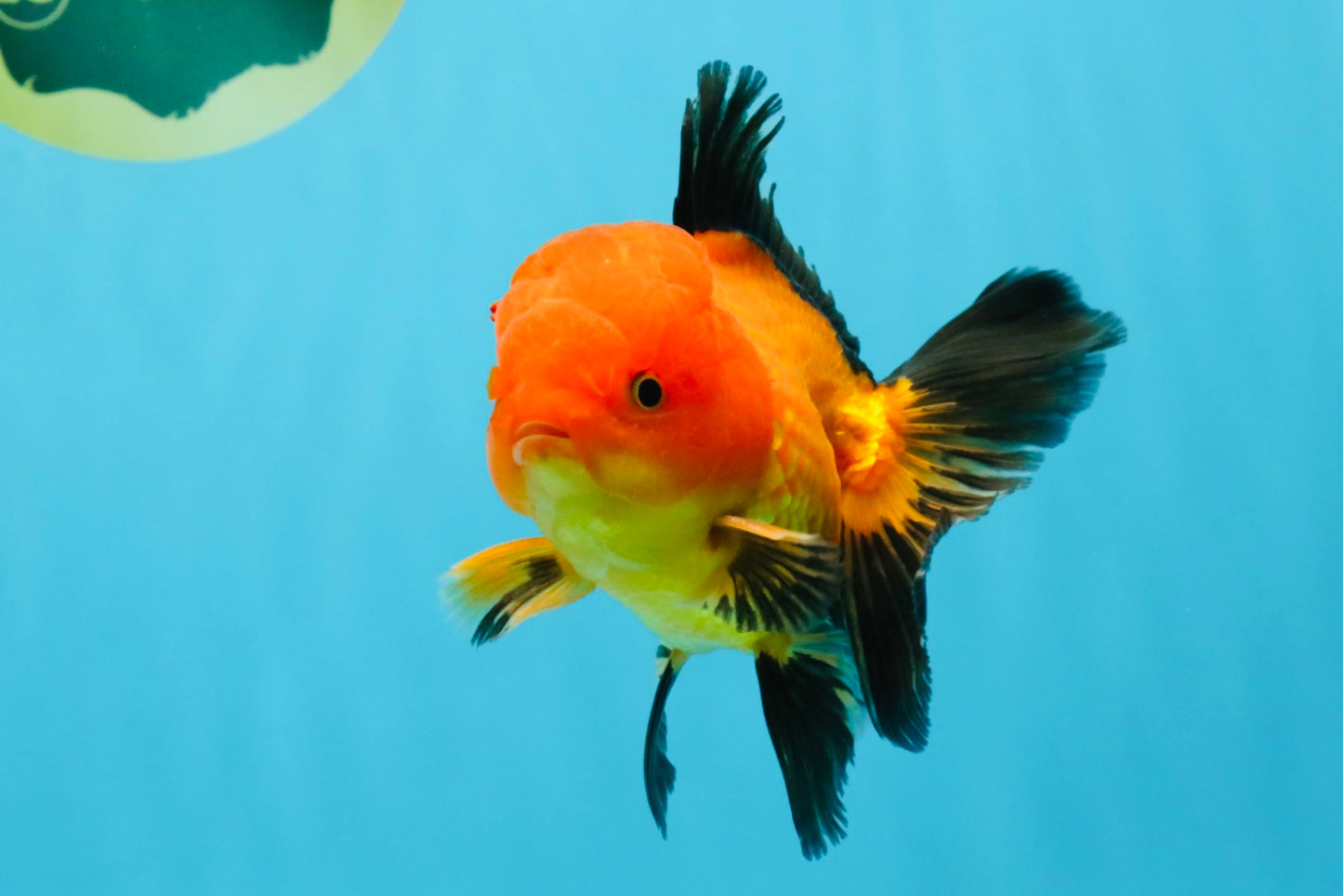 Apache Oranda Male 4.5 inches #032726OR_10