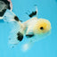 Panda macho de ojos de botón de grado A, oranda, 5 pulgadas, n.º 0920OR_25