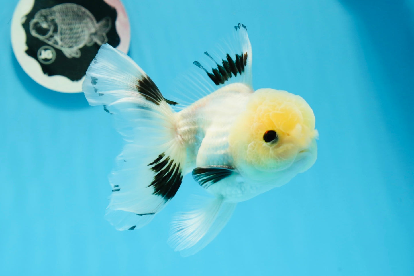 Panda macho de ojos de botón de grado A, oranda, 5 pulgadas, n.º 0920OR_25