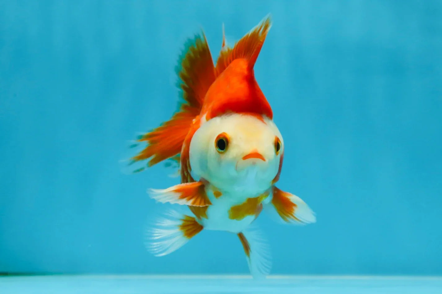 3rd Runner Up SHOW GRADE Red White Ryukin Male 3.5-4 inches #053025RK_9999