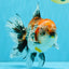 CHUNKY AAA Grade Kirin Calico Oranda Male 6.5 inches #041026OR_02