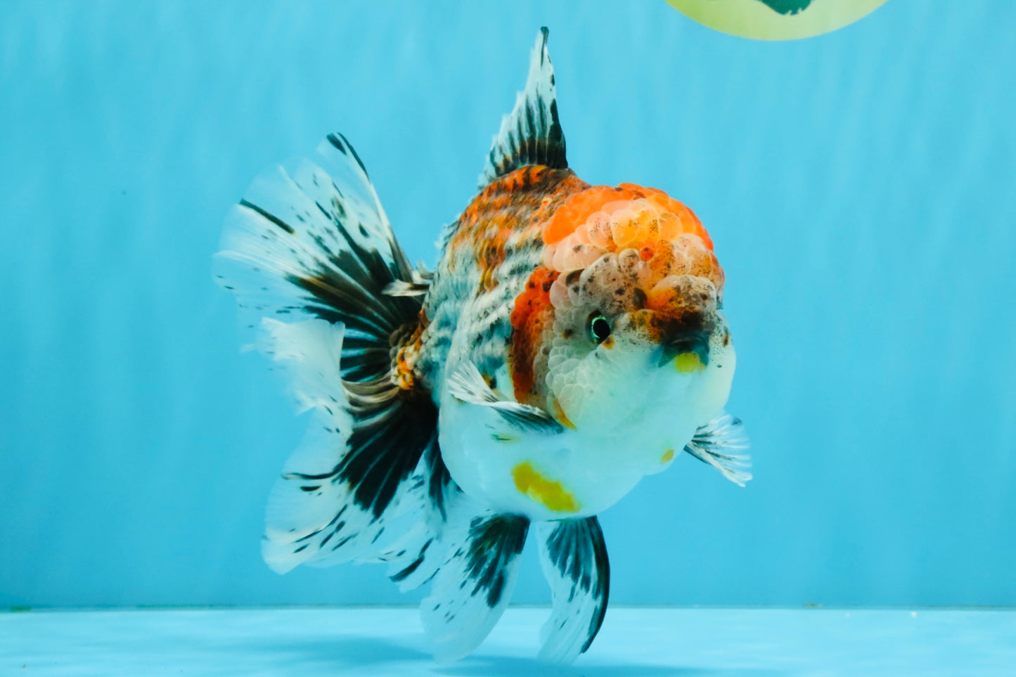 CHUNKY AAA Grade Kirin Calico Oranda Male 6.5 inches #041026OR_02