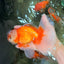 A Grade Red White Oranda Male 6.5 inches #082826OR_11