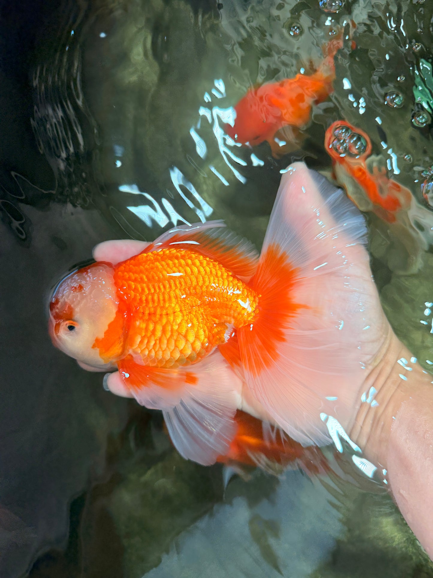 A Grade Red White Oranda Male 6.5 inches #082826OR_11