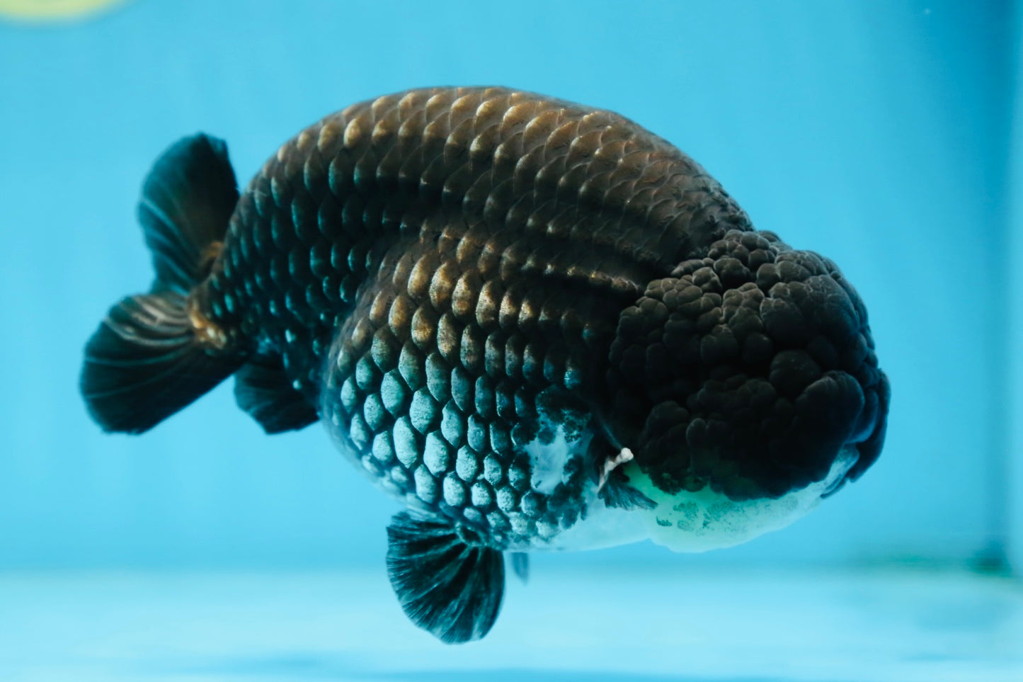 AAA Grade CHONKY Black Blue LionKing 5.5 inches #090525LC_05