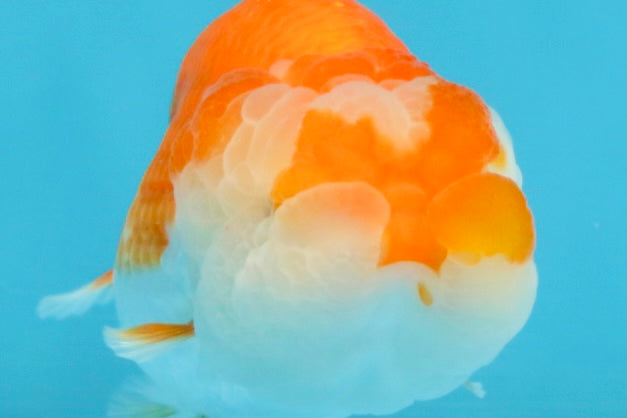 FLUFFY WEN A Grade Red White LionQueen 4 inches #112825LC_09