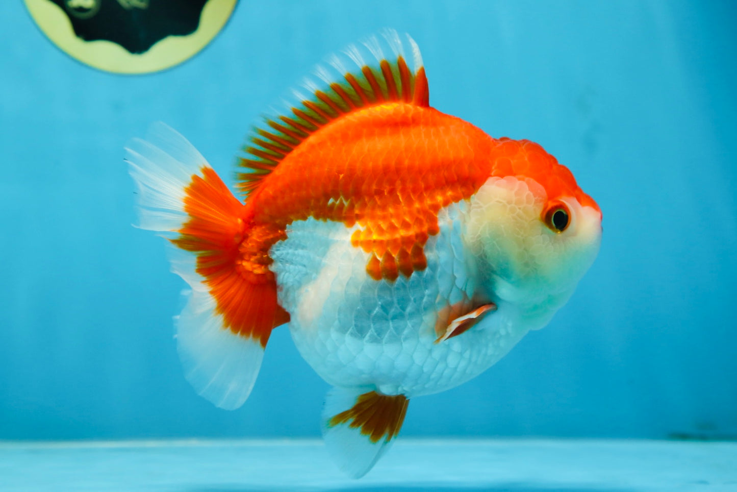 A Grade Red White Yuanbao 5.5 inches #080825YB_27