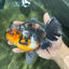 AAA Grade Chonky Kirin Oranda Male 6 inches #053025OR_26