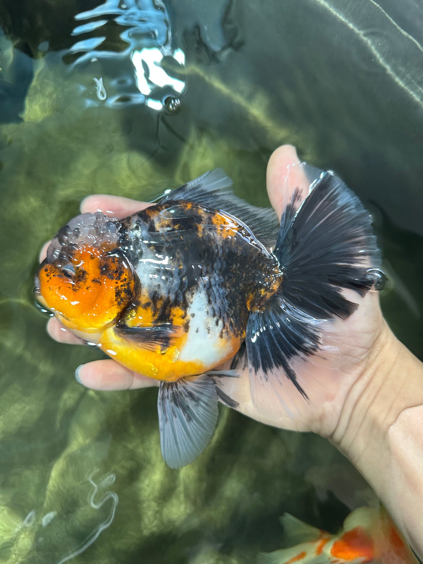 AAA Grade Chonky Kirin Oranda Male 6 inches #053025OR_26