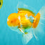 A Grade Cheese Orange White Oranda Male 5.5 inches #062626OR_22
