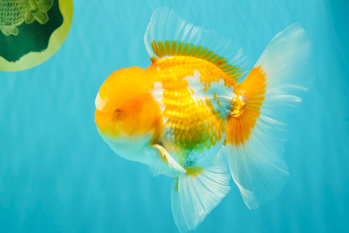 A Grade Cheese Orange White Oranda Male 5.5 inches #062626OR_22