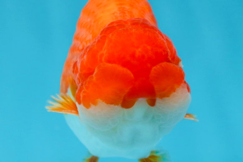 AAA Grade Red White LionKing 4-4.5  inches #053025LC_12