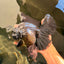 AAA Grade Super Godzilla Black Oranda Male 6.5-7 inches #061926OR_01
