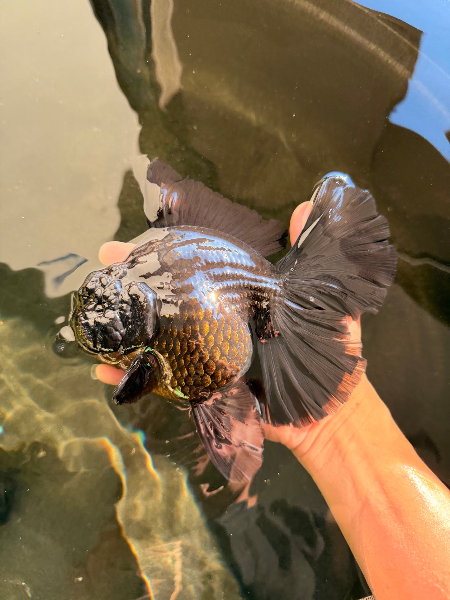 AAA Grade Super Godzilla Black Oranda Male 6.5-7 inches #061926OR_01