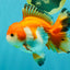 FLUFFY TAIL A Grade Red White Oranda Male 5.5 inches #042426OR_06