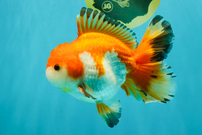 FLUFFY TAIL A Grade Red White Oranda Male 5.5 inches #042426OR_06