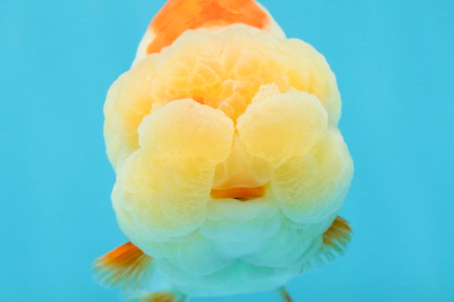 THE CUTEST WEN EVER A Grade Red White LionQueen 4.5 inches #042525LC_13