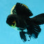 A Grade Black Oranda Male 5.5-6 inches #071125OR_13