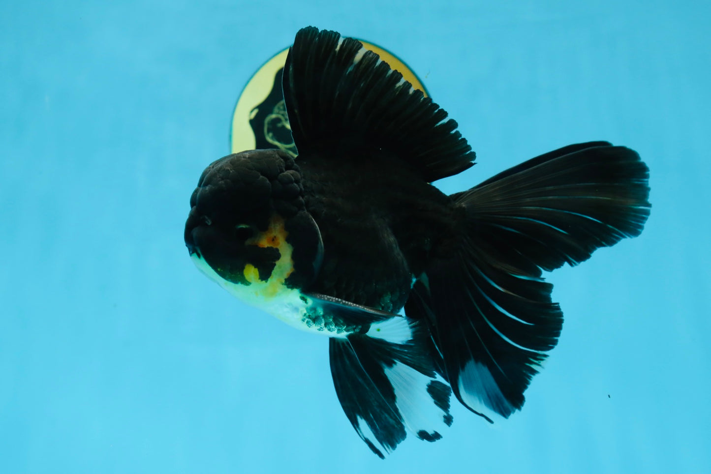 A Grade Black Oranda Male 5.5-6 inches #071125OR_13