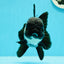 Panda Oranda hembra de cola negra completa, grado A, ÚNICO, 5-5,5 pulgadas, n.° 0531OR_13