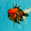 A Grade Tiger Oranda Male 5.5 inches #062626OR_26