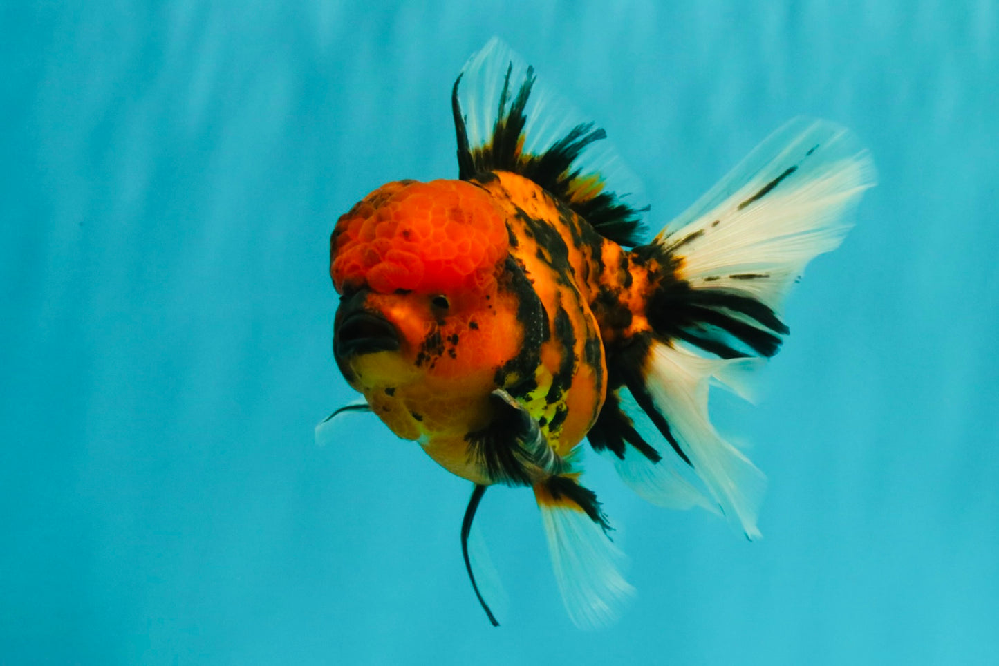A Grade Tiger Oranda Male 5.5 inches #062626OR_26