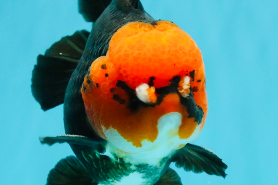 SUPER CUTE A Grade Pompom Red Head Tricolor Yuanbao Male 4.5-5 inches #031326YB_17