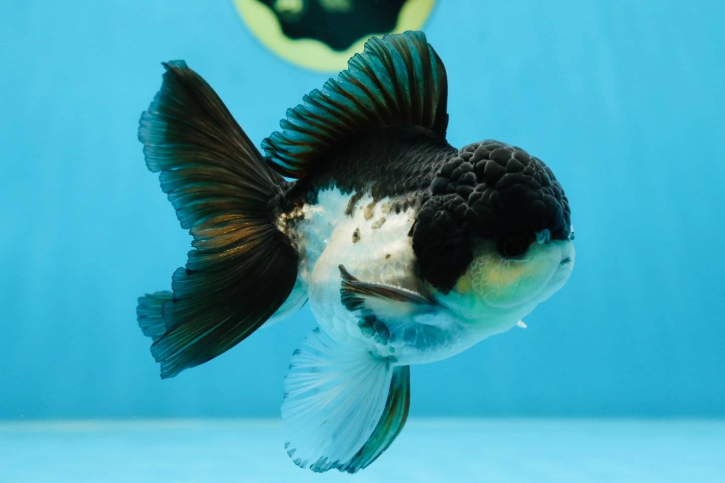 A Grade Panda Button Eyes Oranda Male 5 inches #080825OR_02