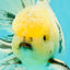 AAA Grade Marble Oranda Male 6.5-7 inches #070626OR_09