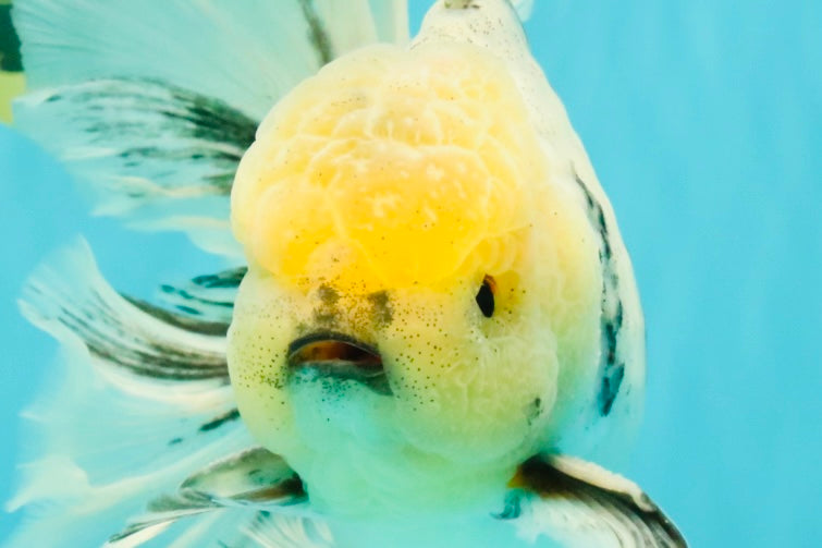 AAA Grade Marble Oranda Male 6.5-7 inches #070626OR_09