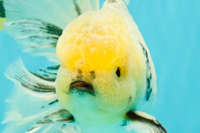 AAA Grade Marble Oranda Male 6.5-7 inches #070326OR_09