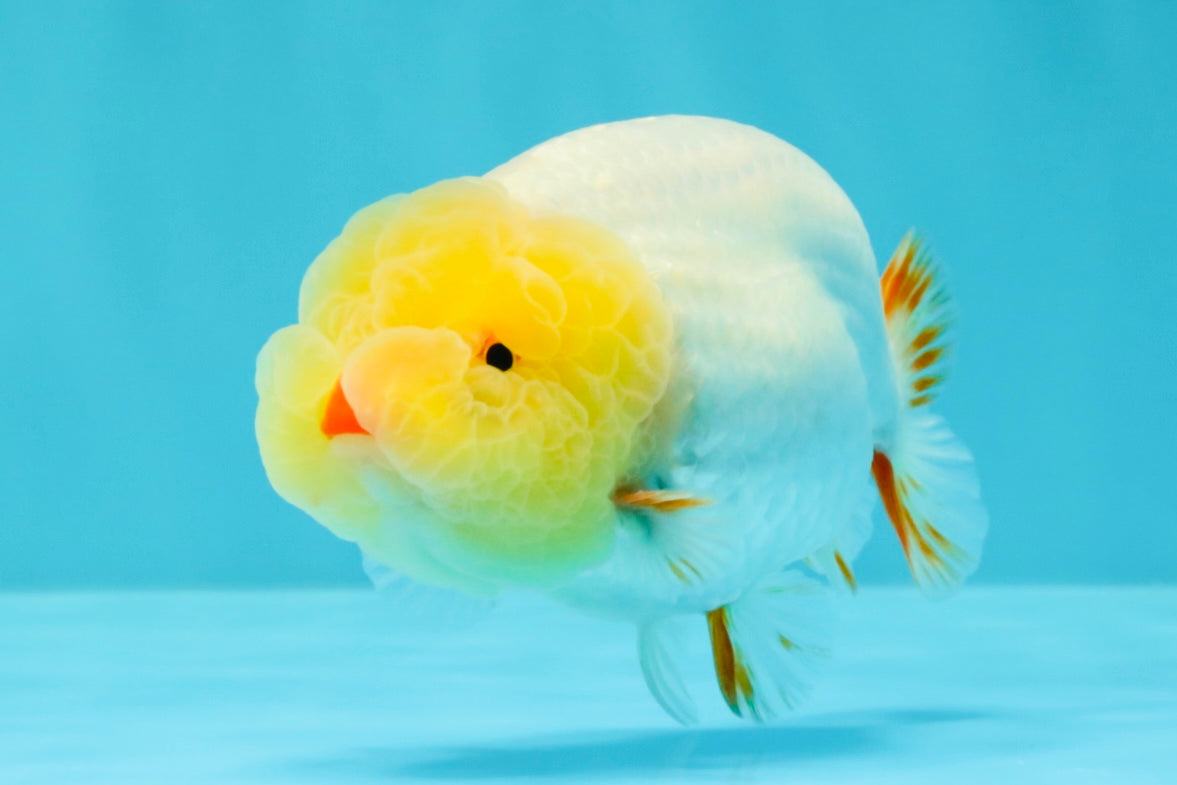 CHICKIE AAA Grade Red White Lipstick LionKing 4-4.5 inches #031326LC_11