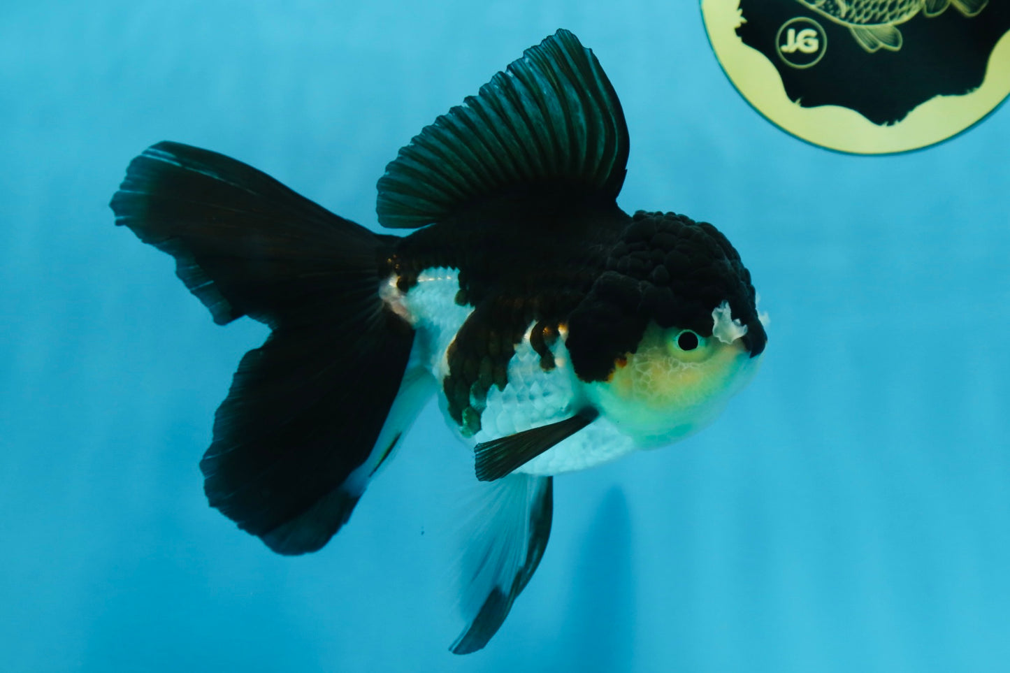 A Grade Panda Oranda Female 5.5 inches #082225OR_24