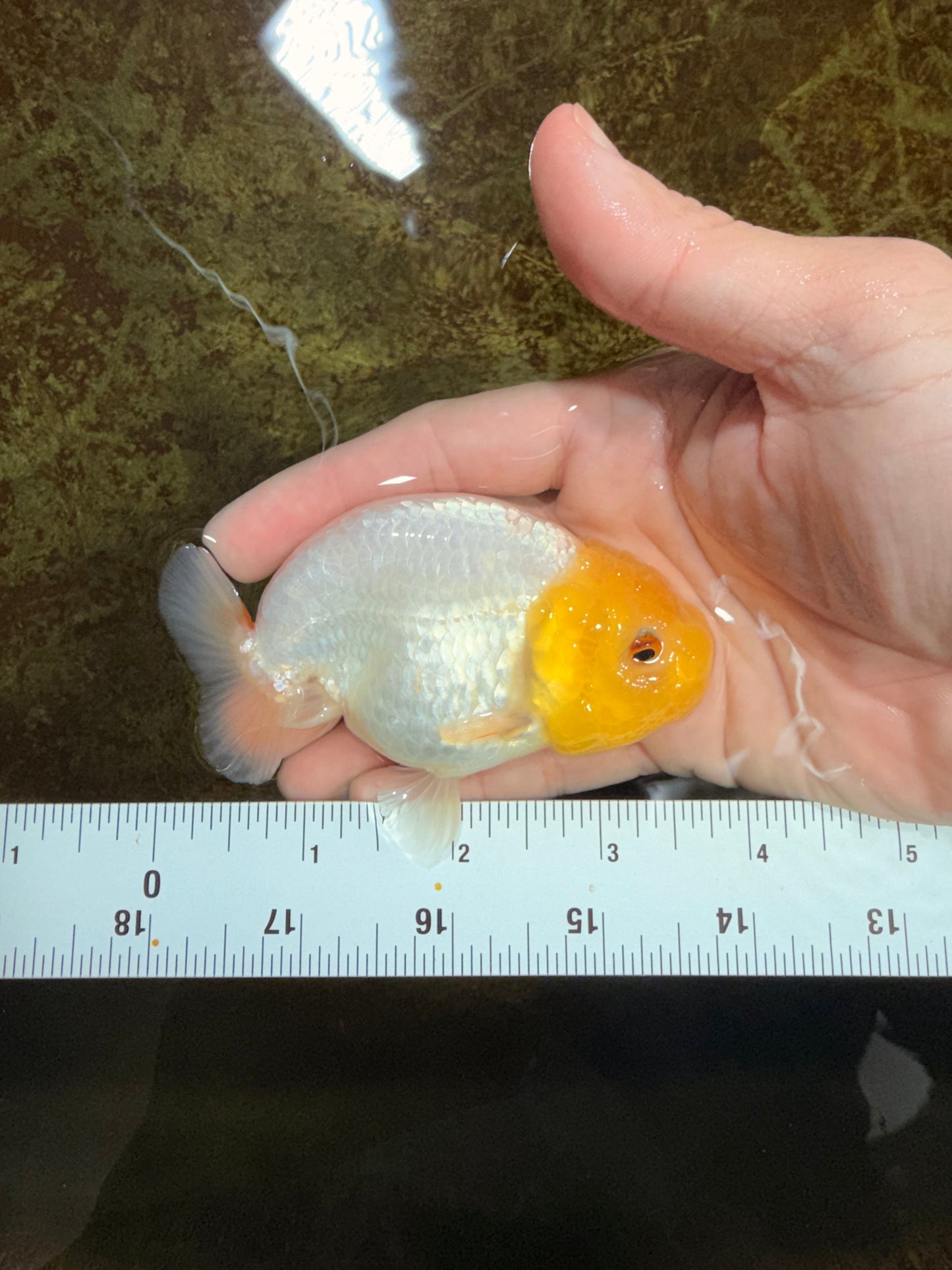 White Lionchu Female 3.5-4 inches #121225LC_14