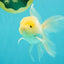A Grade White Oranda Male 5-5.5 inches #102326OR_20
