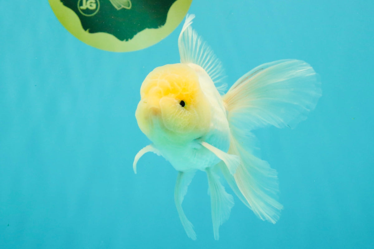 A Grade White Oranda Male 5-5.5 inches #102326OR_20