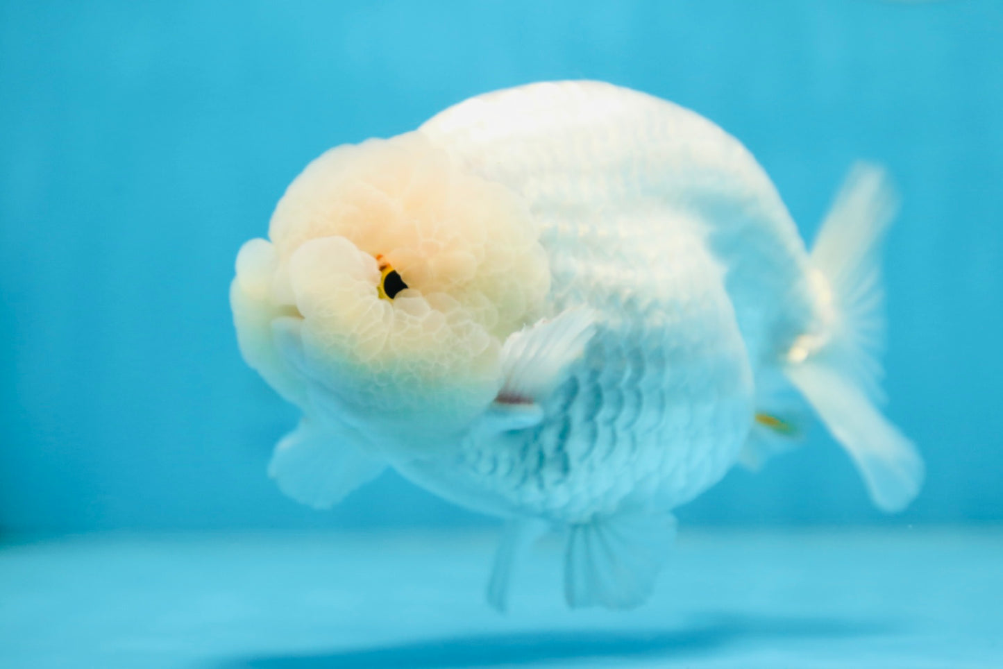 AAA Grade SNOW WHITE LionQueen 5.5-6 inches #090525LC_01