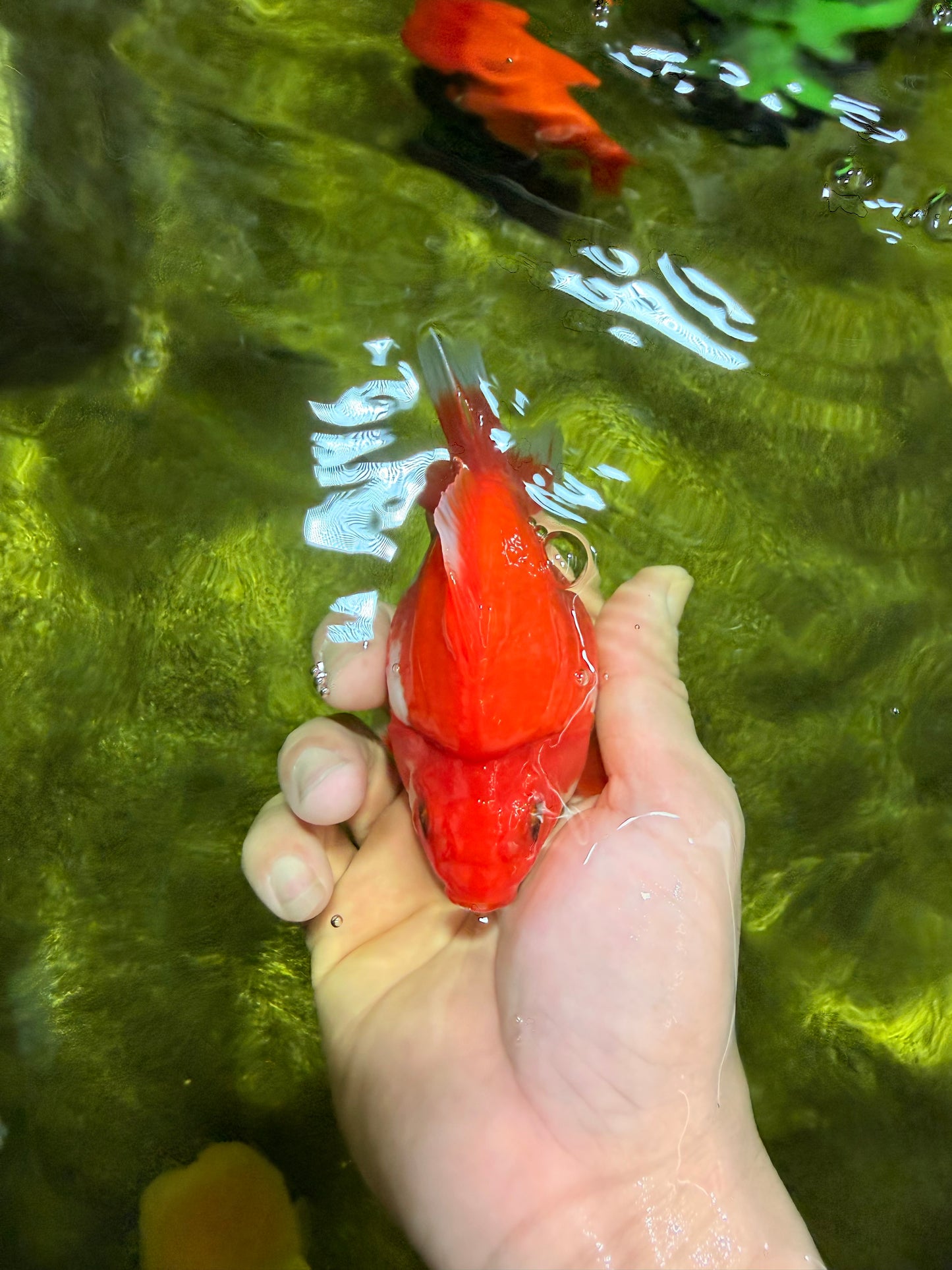 AAA Grade Red White Ryukin Female 4 inches #022026RK_12