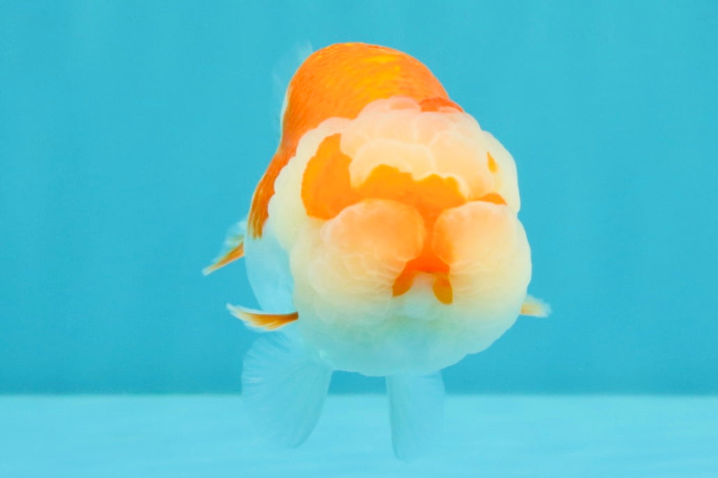 BIG WEN AAA Grade Red White LionQueen 4-4.5 inches #031326LC_06