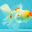 SUPER CUTE Kohaku Oranda Female 5.5 inches #090426OR_16