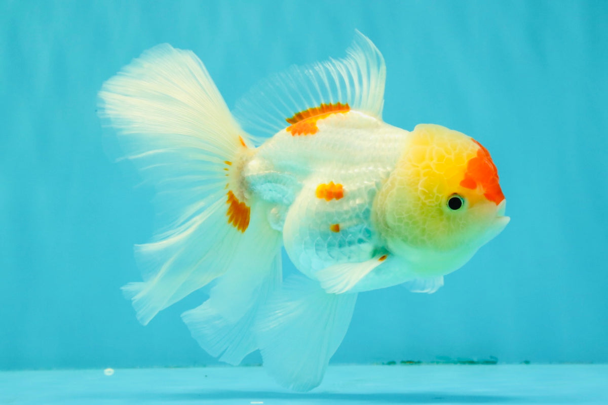 SUPER CUTE Kohaku Oranda Female 5.5 inches #090426OR_16