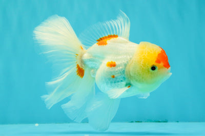 SUPER CUTE Kohaku Oranda Female 5.5 inches #090426OR_16
