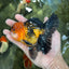 A Grade Dragon Tricolor Oranda Male 5 inches #060625OR_18