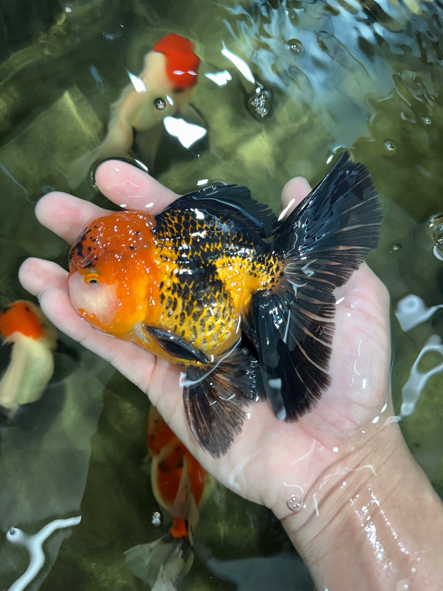 A Grade Dragon Tricolor Oranda Male 5 inches #060625OR_18