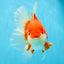 JUMBO AAA Grade Red White Oranda Female 6.5 inches #032726OR_06