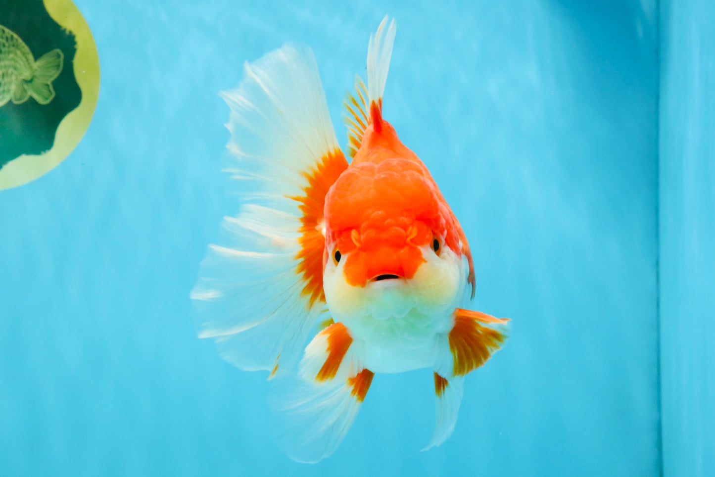 JUMBO AAA Grade Red White Oranda Female 6.5 inches #032726OR_06