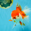 JUMBO AAA Grade Red White Oranda Female 7 inches #040326OR_22