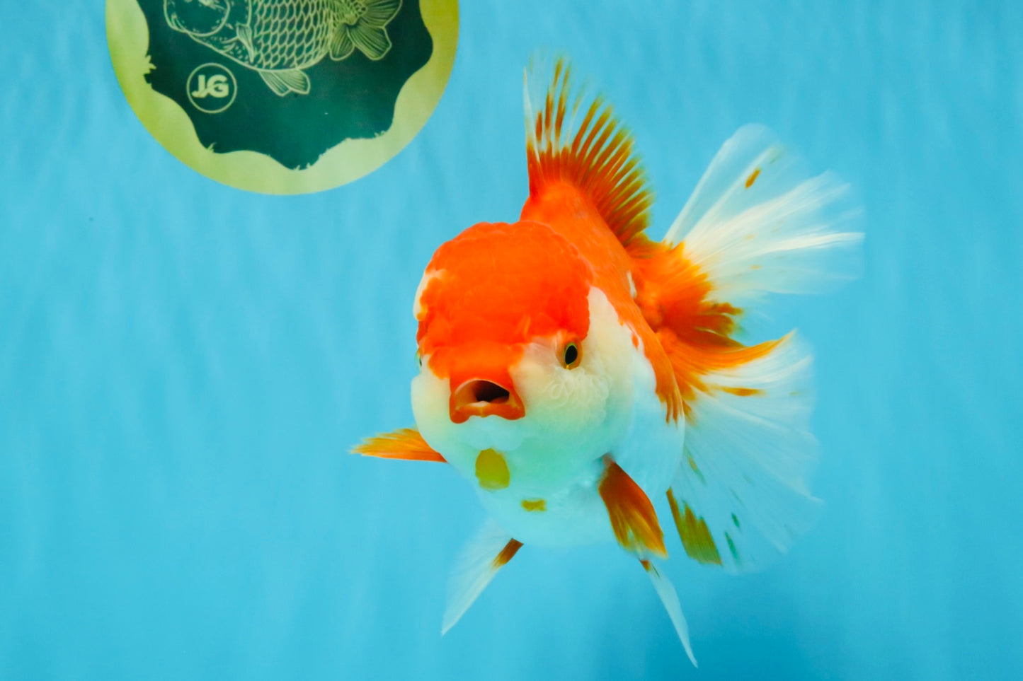 JUMBO AAA Grade Red White Oranda Female 7 inches #040326OR_22