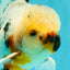 A Grade Marble Oranda Male 5.5-6 inches #082826OR_08