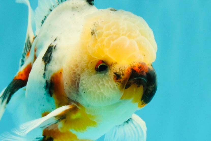 A Grade Marble Oranda Male 5.5-6 inches #082826OR_08